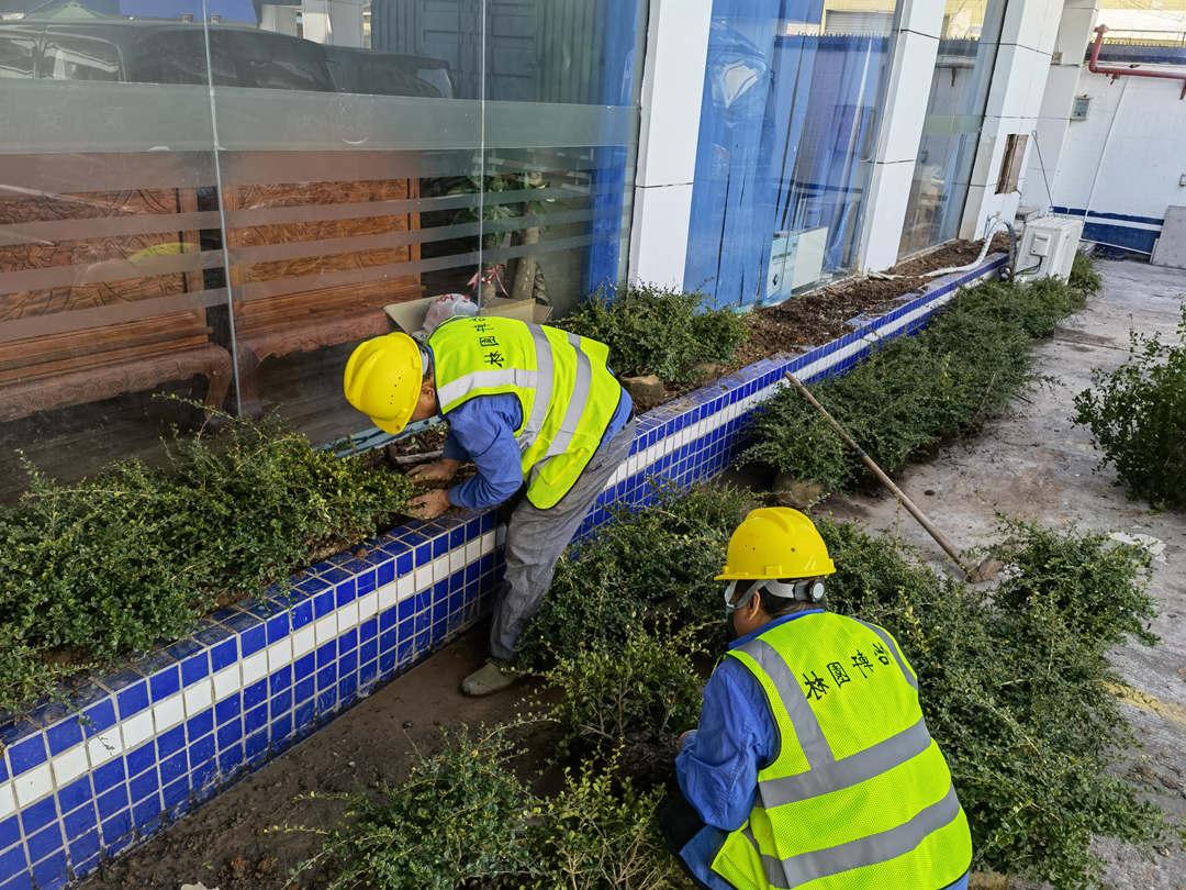 菲律宾网赌合法平台工人正在补栽灌木